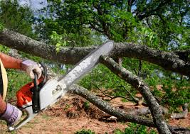 How Our Tree Care Process Works  in  Bridgetown, OH