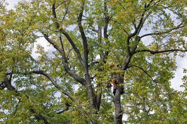 Seasonal Cleanup (Spring/Fall) in Bridgetown, OH